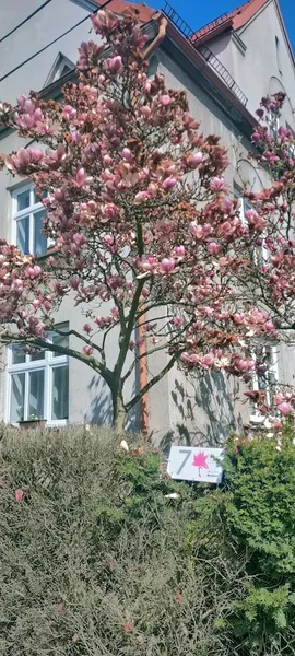 Szlak Kwitnącej Magnolii